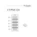 Монотемпературный шкаф La Sommeliere CTPNE120 Монотемпературный шкаф La Sommeliere CTPNE120